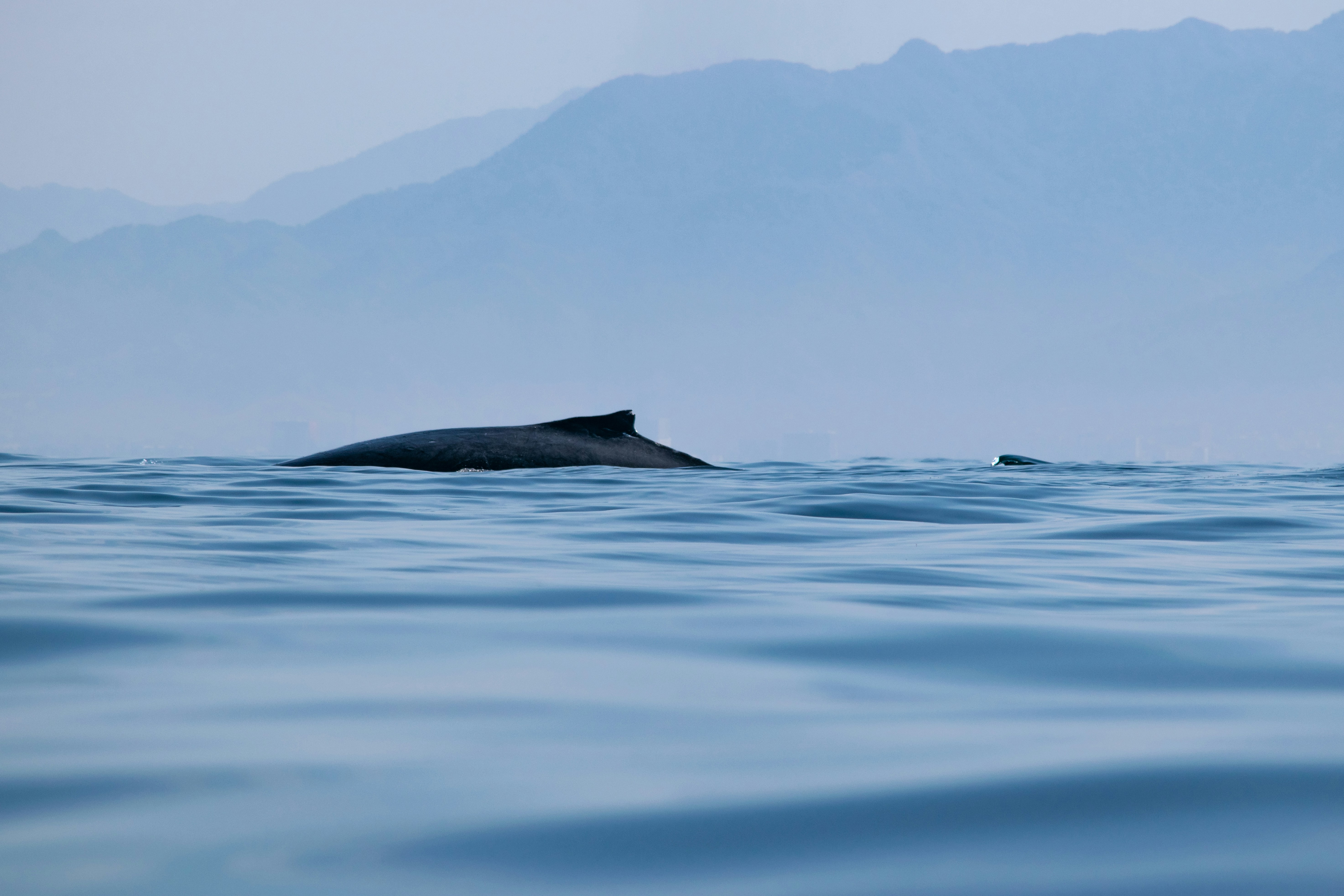 Cancun whale shark tour private boat guide